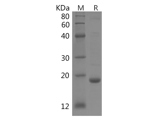 Валидация Elabscience PDEH100760(204)