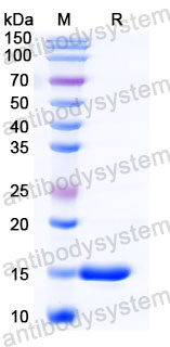 Валидация SDS-PAGE - AntibodySystem RHB86001