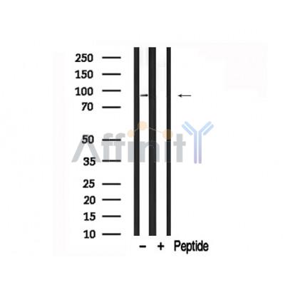 Валидация Affinity AF7691 - 4377