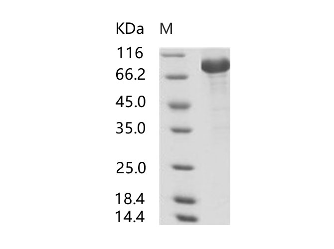 Валидация Elabscience PKSV030101(5878)