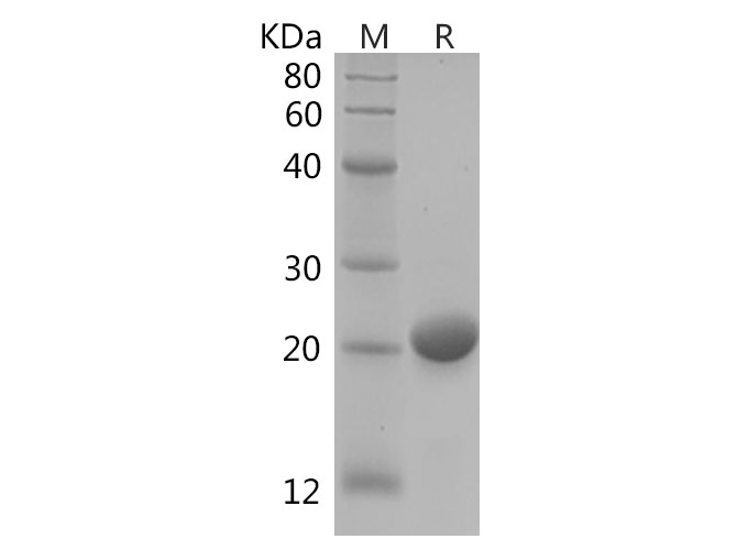 Валидация Elabscience PDEH100759(203)