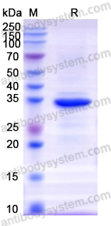 Валидация AntibodySystem YHD79501