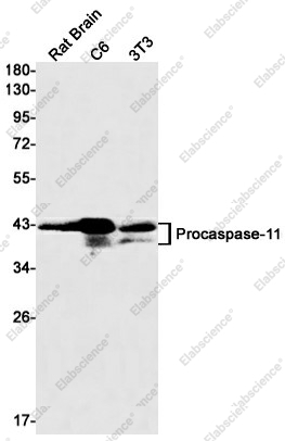 Вестерн-блоттинг, Caspase-11, клетки C6, 3T3, HeLa