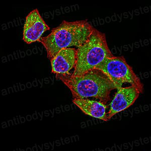 Валидация IF - AntibodySystem RHK05501