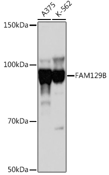 Валидация Elabscience E-AB-92187