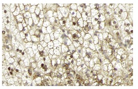 Валидация AssayVector ARM1010(33)