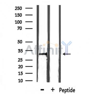 Валидация Affinity DF7449 - 19204