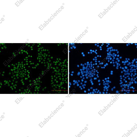 Иммунофлуоресценция, Histone H3 (acetyl-Lys27), клетки HeLa