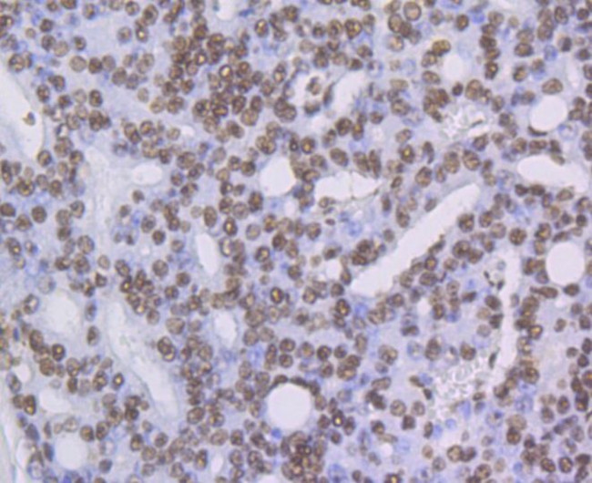 Валидация AssayVector ARM1305(809)