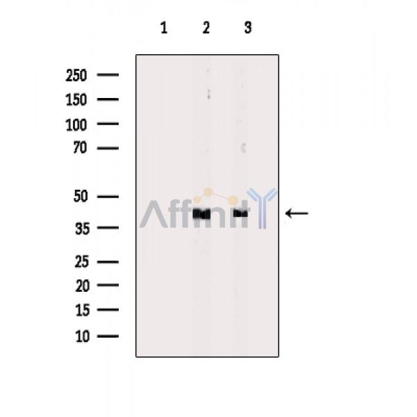 Валидация Affinity DF3498 - 14418