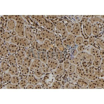 Валидация Affinity DF9928 - 22919