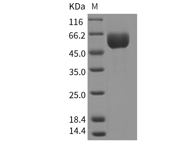 Валидация Elabscience PKSM040325(4329)