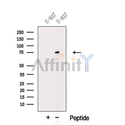 Валидация Affinity DF12536 - 7138