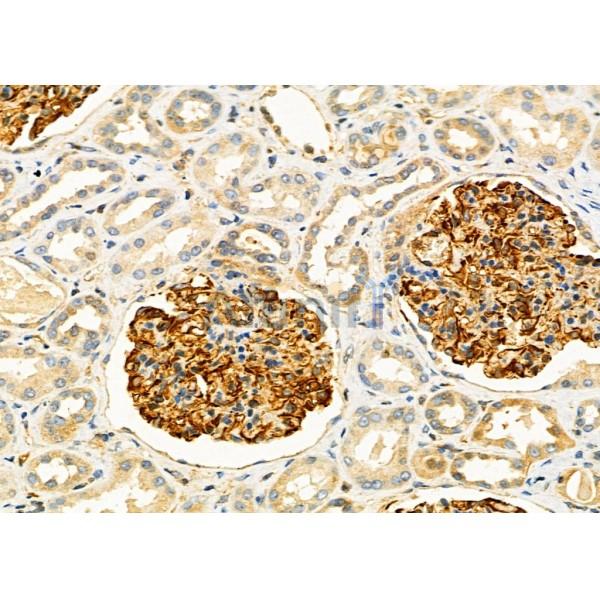 Валидация Affinity DF4921 - 16737