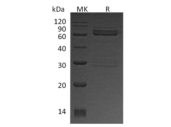 Валидация Elabscience PKSH033740(4018)