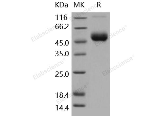 Валидация Elabscience PKSH031795(2428)