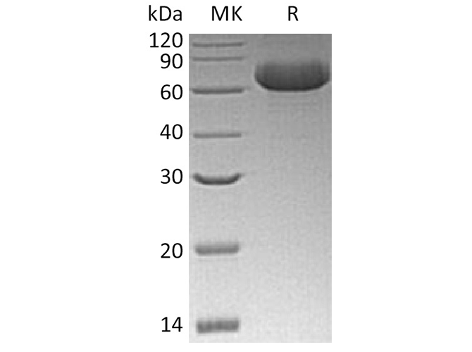 Валидация Elabscience PKSH033430(3754)