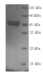 SDS-PAGE
