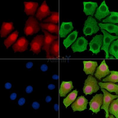 Валидация Affinity DF14312 - 10204