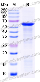 Валидация AntibodySystem YHD34401
