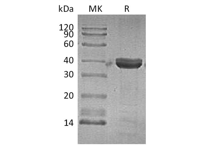 Валидация Elabscience PKSH033443(3765)