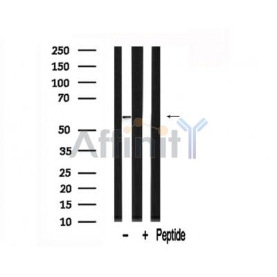 Валидация Affinity AF7696 - 4383