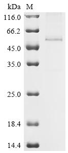 SDS-PAGE