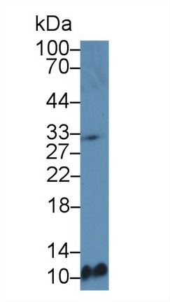 9786