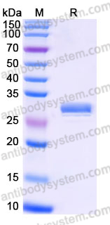 EHJ38001, SDS-PAGE