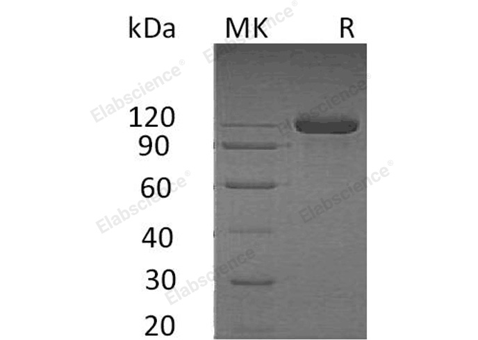 Валидация Elabscience PKSH033021(3401)