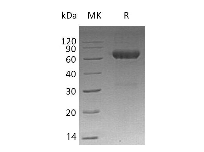 Валидация Elabscience PKSM041106(5025)