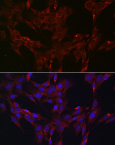 Валидация Elabscience E-AB-92518