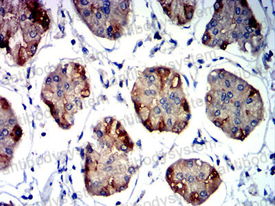 Валидация AntibodySystem RHA34903