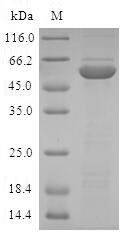 SDS-PAGE