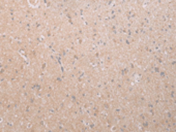 Валидация Elabscience E-AB-19385