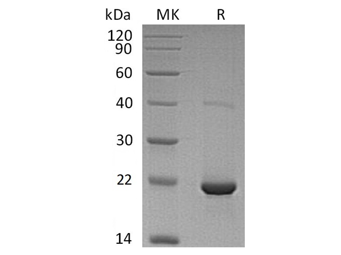 Валидация Elabscience PKSH032365(2853)