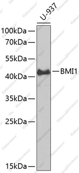 Вестерн-блоттинг, BMI1, клетки U-937
