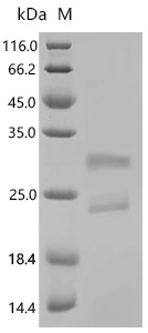SDS-PAGE