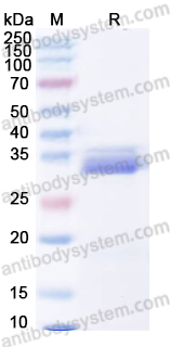 Валидация AntibodySystem YHG44701