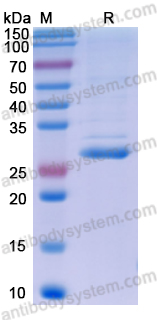 Валидация AntibodySystem YHJ30001