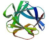 Fibroblast Growth Factor 6 (FGF6) Fibroblast Growth Factor 6 (FGF6)