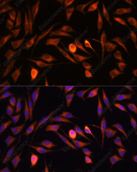 Иммунофлуоресценция, PTCD1, клетки L929