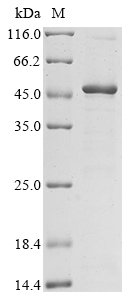 SDS-PAGE