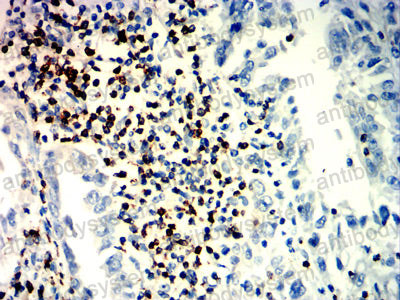 Валидация AntibodySystem RHE72502 (2287)