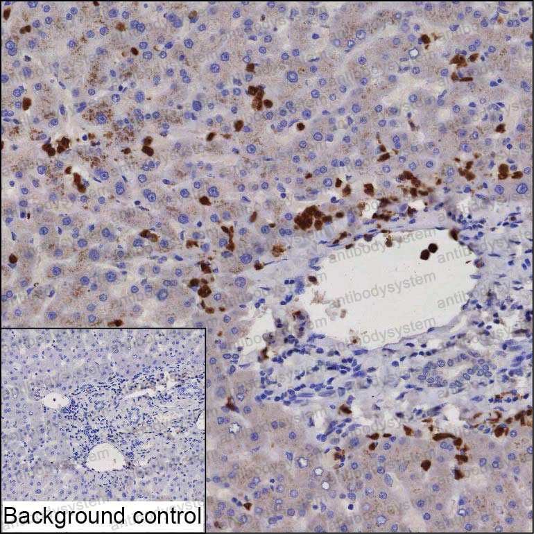 Валидация AntibodySystem RHA23001