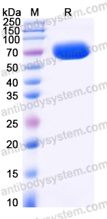 EHJ98601, SDS-PAGE