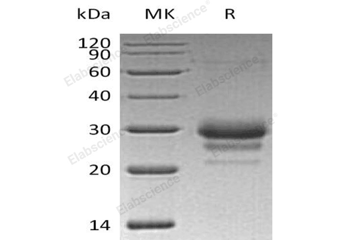 Валидация Elabscience PKSH033117(3478)