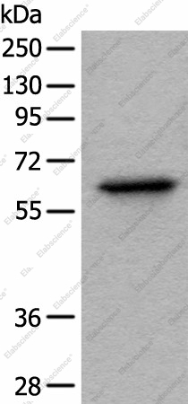 Вестерн-блоттинг, BAIAP2L1, клетки HeLa