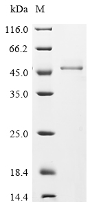 SDS-PAGE