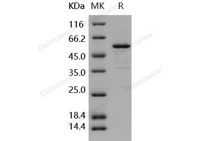 Валидация Elabscience PKSH031810(2443)